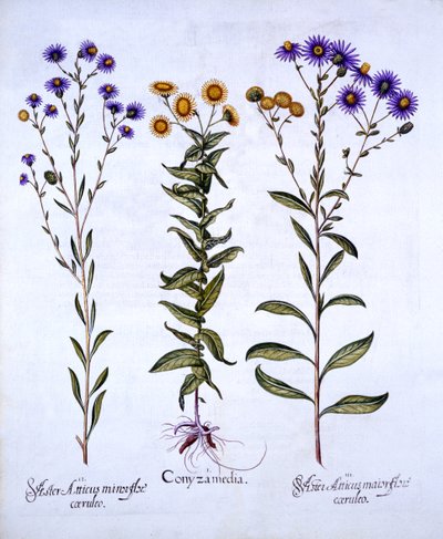 HorseweedButterweedFleabane a European Michaelmas Daisies, od Hortus Eystettensis, Basil Besler (1561-1629), hospoda. 1613 (ručně kolorovaná rytina) od German School