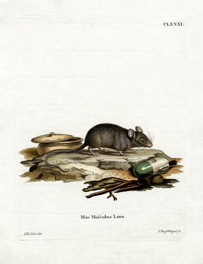House Mouse (barevné rytí) od German School