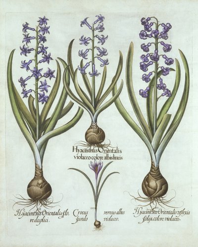 Hyacinty a podzimní krokus, od Hortus Eystettensis, Basil Besler (1561-1629), pub. 1613 (ručně kolorovaná rytina) od German School