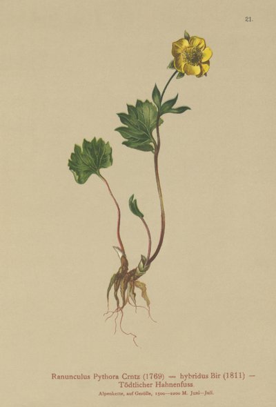 Hybridní pryskyřník (Ranunculus Pythora, Ranunculus hybridus) od German School