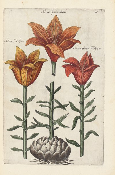 Ilustrace z "Florilegium ... ošetřování různých květin a jiných indexových rostlin, jak jsou živě popsány ve dvou částech a čtyřech jazycích uspořádaných od German School