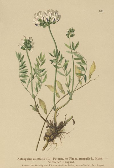 Milkvetch indický (Astragalus australis, Astragalus aboriginum, Phaca australis) od German School