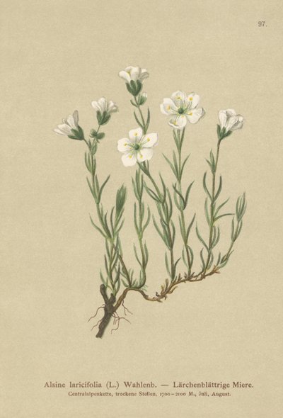 Pískomil alpský (Alsine laricifolia, Minuartia laricifolia, Arenaria laricifolia) od German School