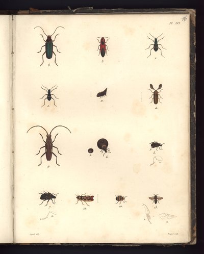 Insecta, Pl. XVI, ilustrace ze Sbírky pozorování zoologie a srovnávací anatomie, provedených v Atlantském oceánu, ve vnitrozemí nového kontinentu a v Jižním moři v průběhu let 179 od German School