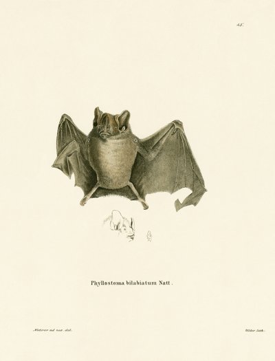 Ipanema Bat (barevné rytí) od German School
