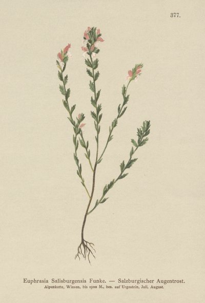 Irský světlík lékařský (Euphrasia Salisburgensis) od German School