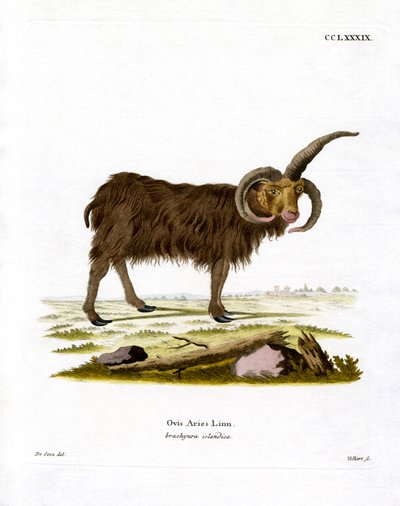 Jacob Sheep (barevná rytina) od German School