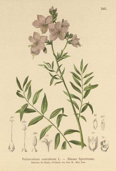 Jacobs Ladder (Polemonium coeruleum, Polemonium blue) od German School