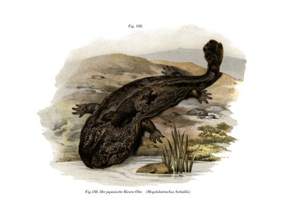Japonský obří mlok (barva litho) od German School
