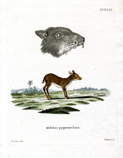 Java Mouse-Deer (barevné rytí) od German School