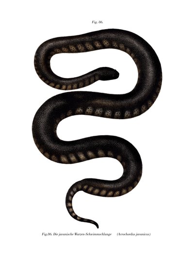 Javan File Snake (barevné lito) od German School
