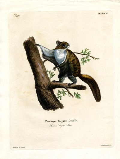 Javan Flying Squirrel (barevná rytina) od German School