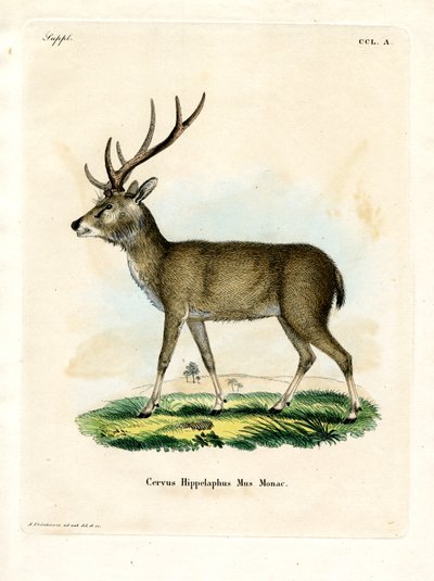 Javan Rusa (barevná rytina) od German School