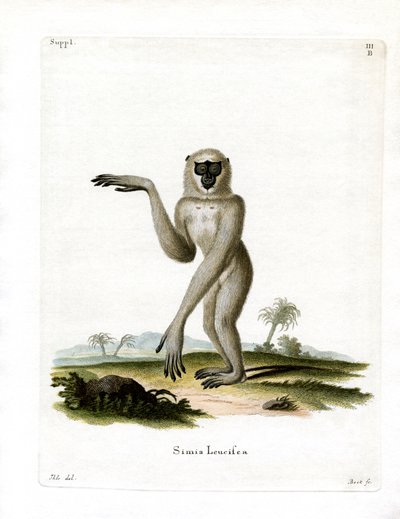 Javan Silvery Gibbon (barevná rytina) od German School