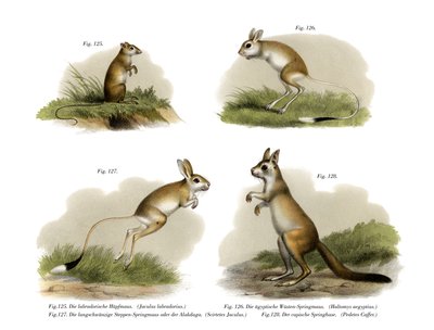 Jerboa, 1860 od German School