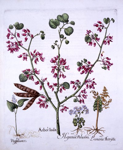 Jidášův strom, lilie májová, měsíčnice, jaterník, z Hortus Eystettensis, od Basila Beslera (1561-1629), hospoda. 1613 (ručně kolorovaná rytina) od German School