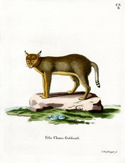 Jungle Cat (barevná rytina) od German School