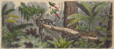 Džungle v Brazílii (barevná rytina) od German School