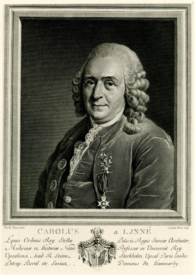 Karl von Linné od German School