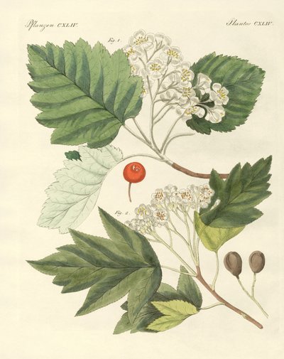 Druhy německého dřeva (barevné rytí) od German School