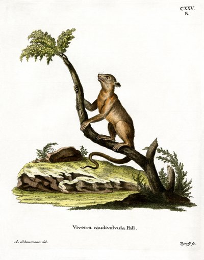 Kinkajou (barevné rytí) od German School