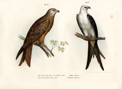 Kite, 1864 od German School
