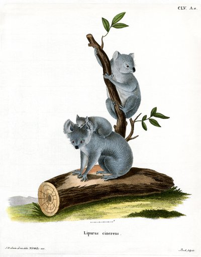 Koala (barevná rytina) od German School