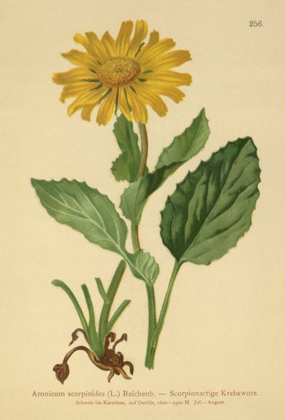 Levhart velkokvětý (Aronicum scorpioides, Doronicum grandiflorum) od German School
