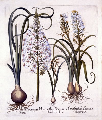 Pozdní hyacint a betlémská hvězda, od Hortus Eystettensis, Basil Besler (1561-1629), pub. 1613 (ručně kolorovaná rytina) od German School
