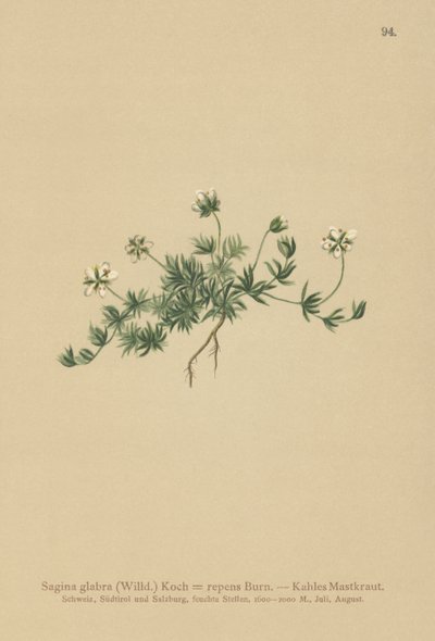 Perlorodka (Sagina glabra, Sagina repens) od German School