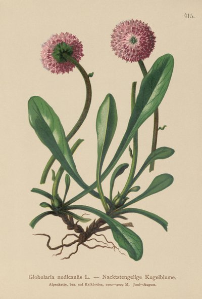 Globularia bezlistá (Globularia nudicaulis) od German School