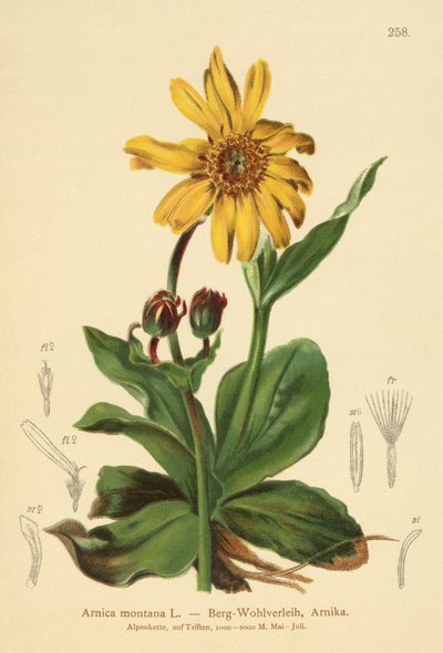 Leopards-Bane (Arnica montana) od German School