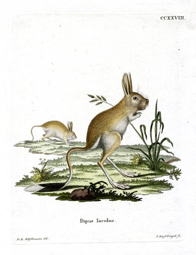 Maloegyptská Jerboa (barevná rytina) od German School
