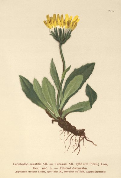 Jestřáb malý (Leontodon saxatilis, Leontodon Taraxaci) od German School