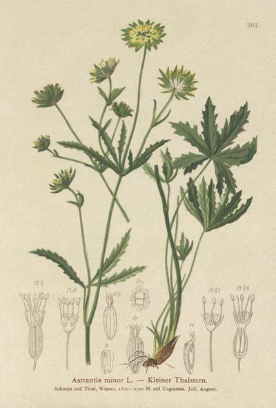 Mistrinka menší (Astrantia minor) od German School