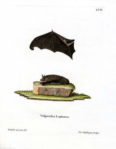 Netopýr malokřídlý (barevná rytina) od German School