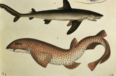 Malá rybka, Pl.93 z knihy "Naturgeschichte und Abbildung der Fische" od H.R. Schinze, 1836 od German School