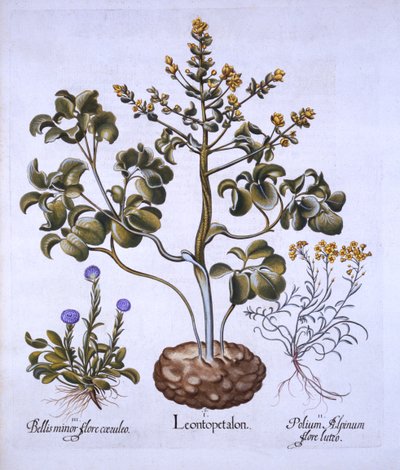 Lví list a alpské květiny, od Hortus Eystettensis, Basil Besler (1561-1629), hospoda. 1613 (ručně kolorovaná rytina) od German School