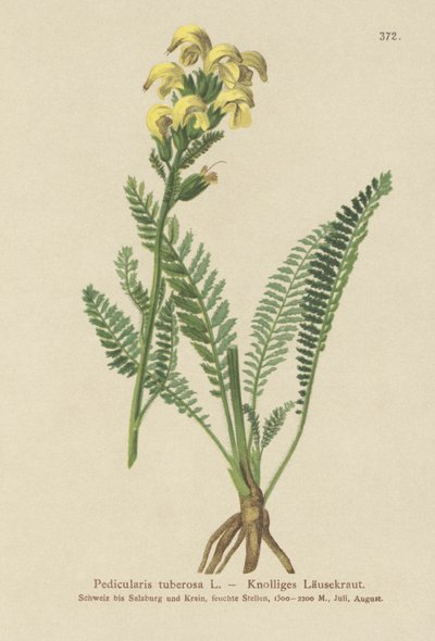 Všivec dlouholistý (Pedicularis tuberosa) od German School