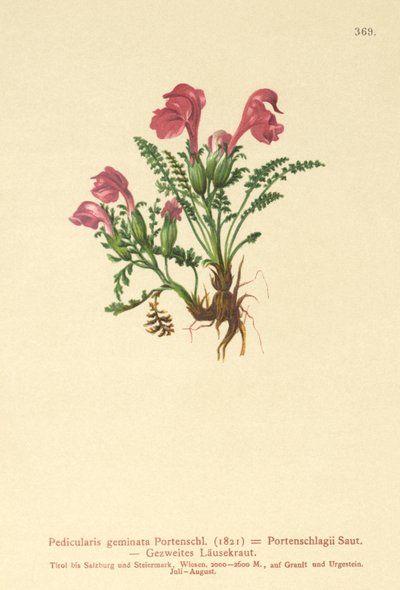 Všivec (Pedicularis geminata, Pedicularis Portenschlagii, Pedicularis pumila) od German School