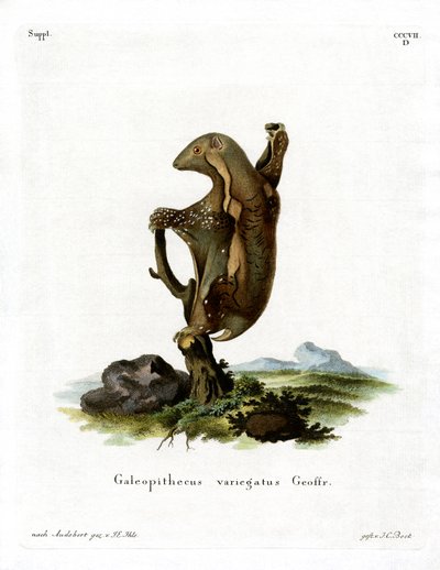 Malayan Flying Lemur (barevná rytina) od German School