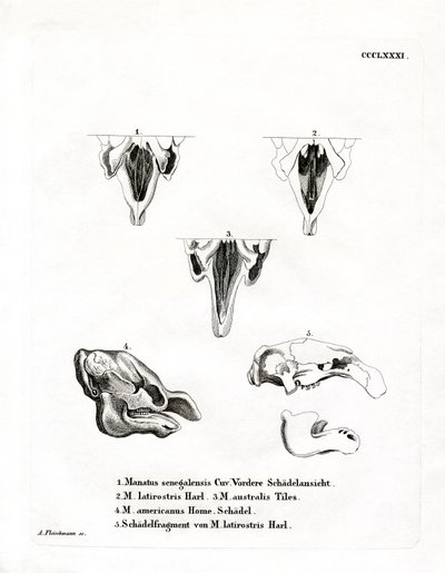Manatee Skulls (barevná rytina) od German School