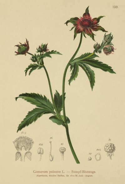 Mochna bahenní (Comarum palustre, Potentilla palustris) od German School
