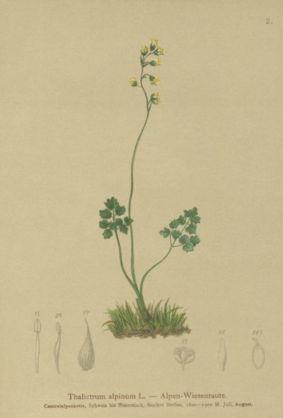 Luční rue (Thalictrum alpinum) od German School