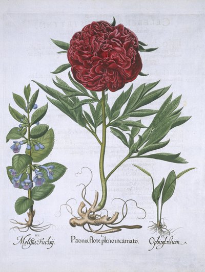 Melissa, Paeony a Odontoglossum, z knihy Hortus Eystettensis od Basila Beslera (1561-1629) pub. 1613 (ručně kolorovaná rytina) od German School