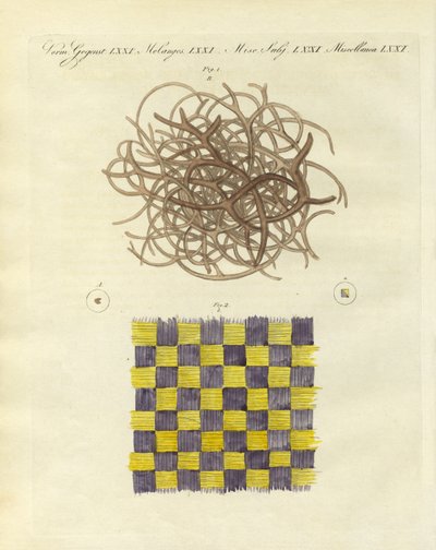 Mikroskopický pohled na mořskou houbu a medúzu (barevná rytina) od German School