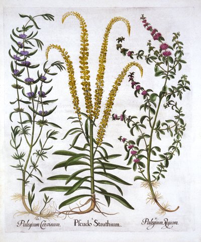 Mignonette, Pennyroyal a Marsh Mint, od Hortus Eystettensis, Basil Besler (1561-1629), hospoda. 1613 (ručně kolorovaná rytina) od German School