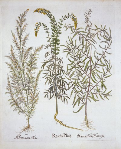 Mignonette, Southernwood a Estragon, od Hortus Eystettensis, Basil Besler (1561-1629), hospoda. 1613 (ručně kolorovaná rytina) od German School