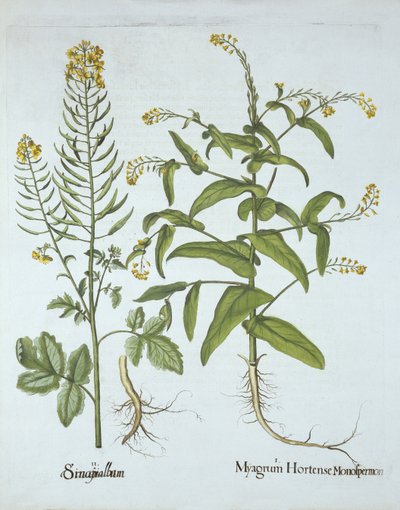 Mitre Cress and White Hořčice, od Hortus Eystettensis, Basil Besler (1561-1629), hospoda. 1613 (ručně kolorovaná rytina) od German School