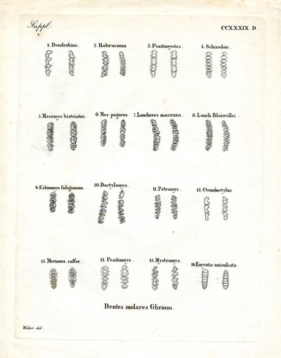 Stoličky (barevné rytí) od German School